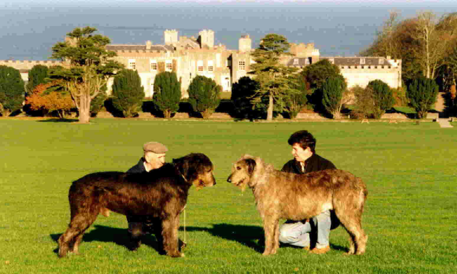 Ardgillan Castle Skerries with Nutstown Irish Wolfhounds